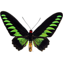Rajah Brooke's Birdwing - Trogonoptera brookiana icon
